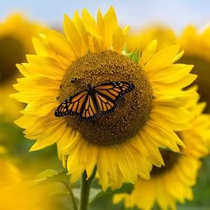 Meet your Posher, Barbara